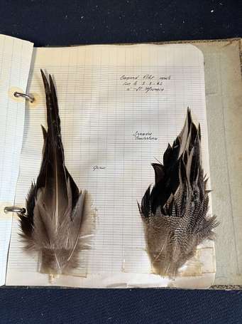 Album d'une collection de plumes d'oiseaux dont 