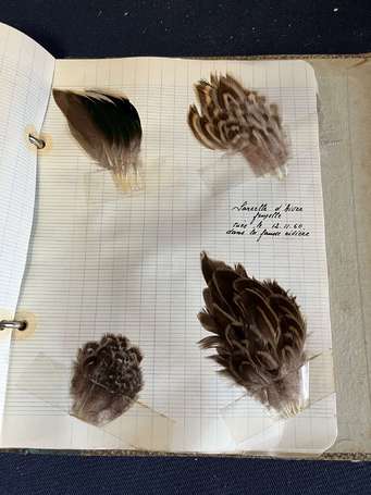 Album d'une collection de plumes d'oiseaux dont 