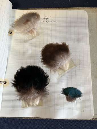 Album d'une collection de plumes d'oiseaux dont 