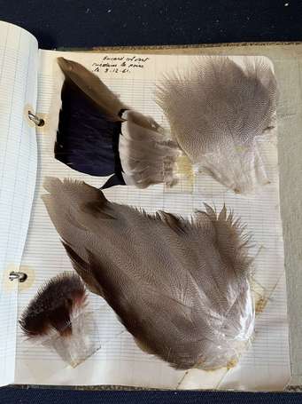 Album d'une collection de plumes d'oiseaux dont 