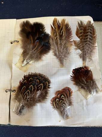 Album d'une collection de plumes d'oiseaux dont 