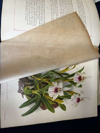 Fleurs et plantes - « LINDENIA , iconographie des 